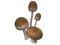 mushroom, sieni