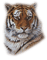 tigre - Free PNG Animated GIF