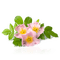 Цветок шиповника - Free PNG Animated GIF