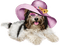Cute Dog wearing Hat - png grátis Gif Animado