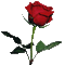 rosa roja - Бесплатный анимированный гифка анимированный гифка
