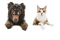 dog with cat bp - 免费PNG 动画 GIF