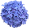 hydrangea - png gratis GIF animado