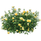 yellow flower bush - ingyenes png animált GIF