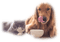 dog - cat - Nitsa 1 - ingyenes png animált GIF