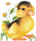 Kaz_Creations Birds Bird Duck - PNG gratuit GIF animé
