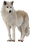 wolf - Gratis geanimeerde GIF geanimeerde GIF