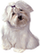 dog bp - zadarmo png animovaný GIF
