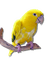 Kaz_Creations Birds Bird Parrot Yellow - zadarmo png animovaný GIF