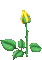 Yellow Rose - Nemokamas animacinis gif animuotas GIF