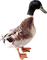 Kaz_Creations Duck - 免费PNG 动画 GIF