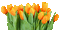 Frühling, Blumen, Tulpen, Flowers - GIF animé gratuit GIF animé