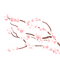 Branch pink flowers cherry blossom - PNG gratuit GIF animé