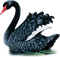 black swan cygne noir - gratis png animerad GIF
