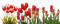 kukka  flower fleur - PNG gratuit GIF animé