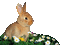 rabbit katrin - Zdarma animovaný GIF animovaný GIF
