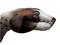 Animal Art bp - Free PNG Animated GIF