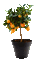 fruit -Pot orange- plante
