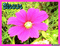 bisous fleur - GIF animé gratuit