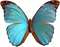 Kaz_Creations Butterfly - png grátis Gif Animado