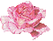 Ladybird - Rose pink