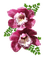orchids pink bp - PNG gratuit GIF animé