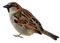 Kaz_Creations Birds Bird - 無料png アニメーションGIF