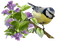 patymirabelle oiseau, lilas