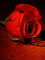 rosa roja# - GIF animé gratuit