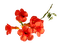 Fleurs.Red flowers.Tropical.Victoriabea - PNG gratuit GIF animé