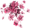 flower-pink - kostenlos png Animiertes GIF