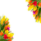 tulpen milla1959 - gratis png geanimeerde GIF