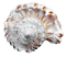 Tube Coquillage - 免费PNG 动画 GIF