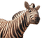 Kaz_Creations Zebra - darmowe png animowany gif