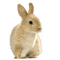 Lapin - Free PNG Animated GIF