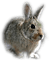 conejo - PNG gratuit GIF animé