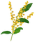 planta - nemokama png animuotas GIF