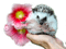 Y.A.M._Animals hedgehog - bezmaksas png animēts GIF