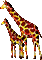 Giraffes-NitsaPap - Free animated GIF Animated GIF