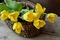 chantalmi fleur panier tulipe jaune - PNG gratuit GIF animé
