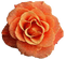 rose orange - δωρεάν png κινούμενο GIF