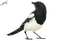 oiseaux - gratis png geanimeerde GIF