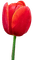 Tulipano rosso - nemokama png animuotas GIF