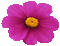 Цветок - Nemokamas animacinis gif animuotas GIF