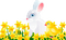 кролик цветы Karina - png ฟรี GIF แบบเคลื่อนไหว