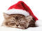 ♥ Santa Paws ♥ - δωρεάν png κινούμενο GIF