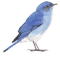 Vogel, Blau, Bird Blue - nemokama png animuotas GIF