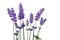 lavendel milla1959 - Free PNG Animated GIF