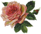 Flowers pink rose bp - ilmainen png animoitu GIF