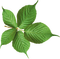 листья - png gratis GIF animasi